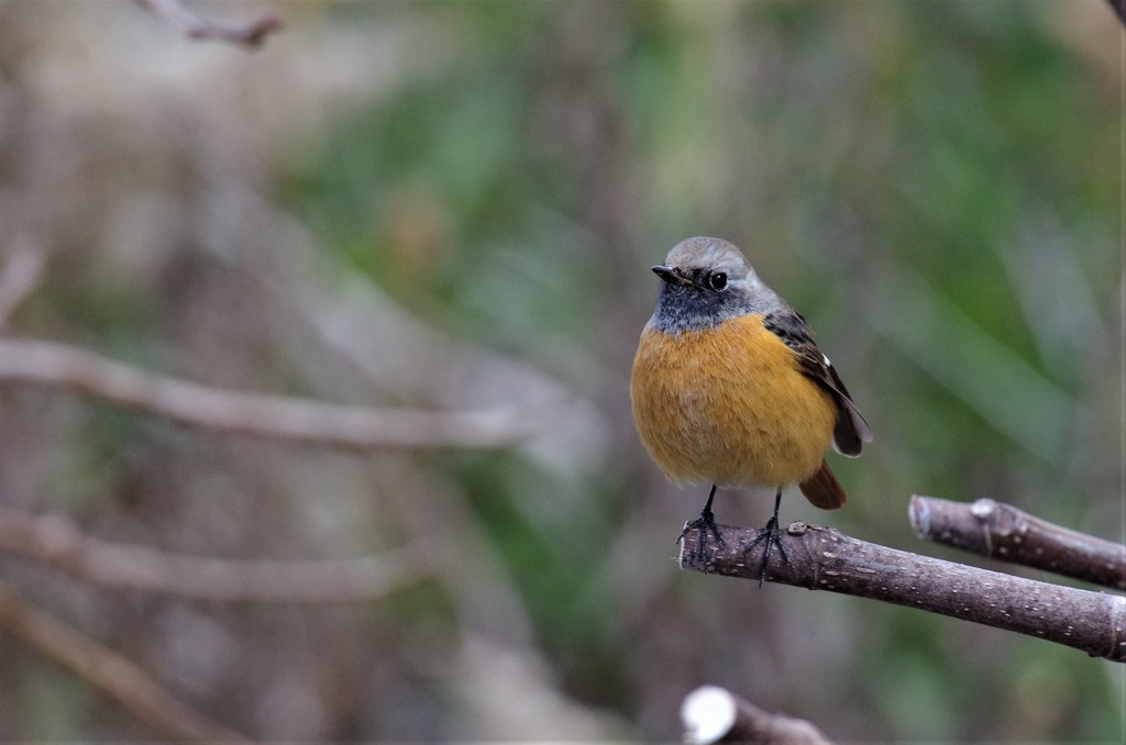 昨日のジョビ君 (2)