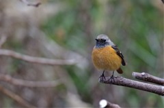 昨日のジョビ君 (2)