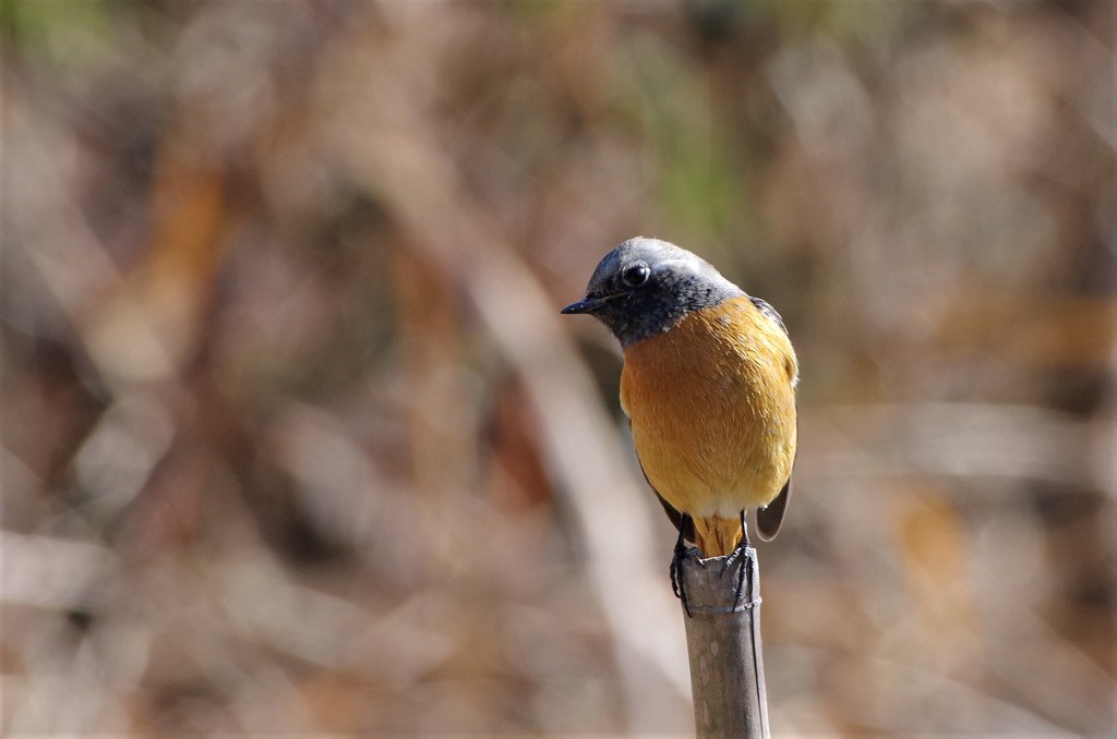 昨日のジョビ君 (1)