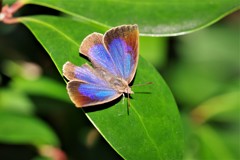 ムラサキシジミ (2)