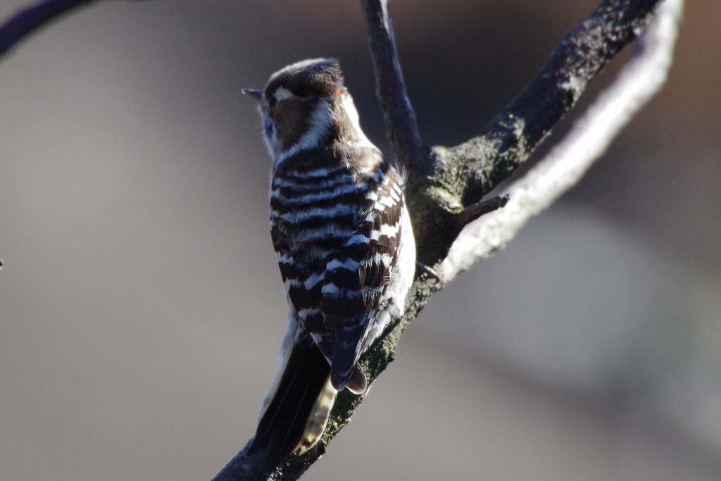 コゲラちゃん   (3)