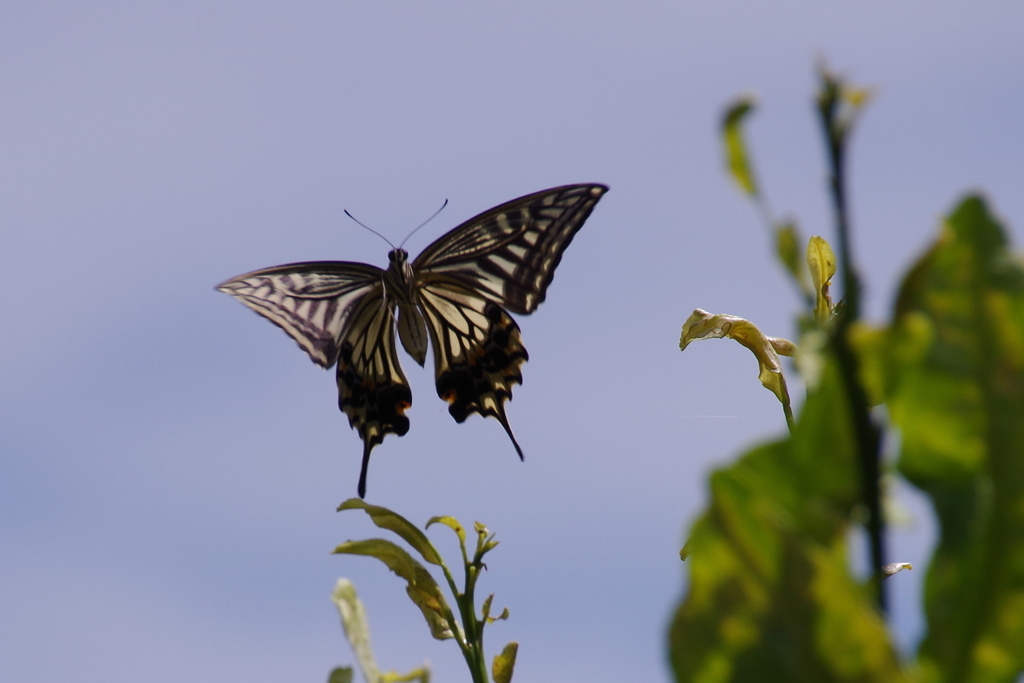 暑さなんか平気