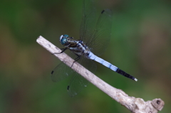 シオカラトンボ