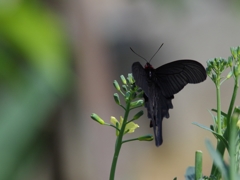 ジャコウアゲハ