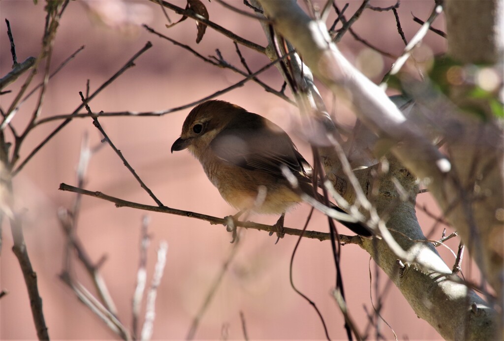 昨日の野鳥 (3)
