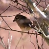 昨日の野鳥 (3)