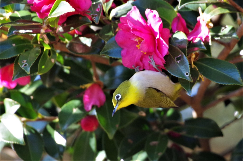 昨日のメジロ (3)