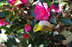 昨日のメジロ (3)