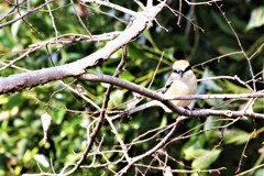 昨日の野鳥 (2)