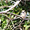 昨日の野鳥 (2)