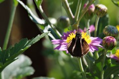 昨日のチョウ (3)