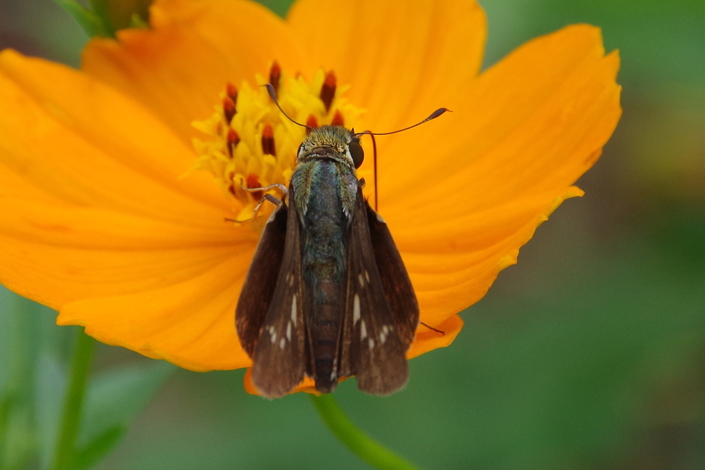 昨日のセセリチョウ