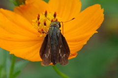 昨日のセセリチョウ