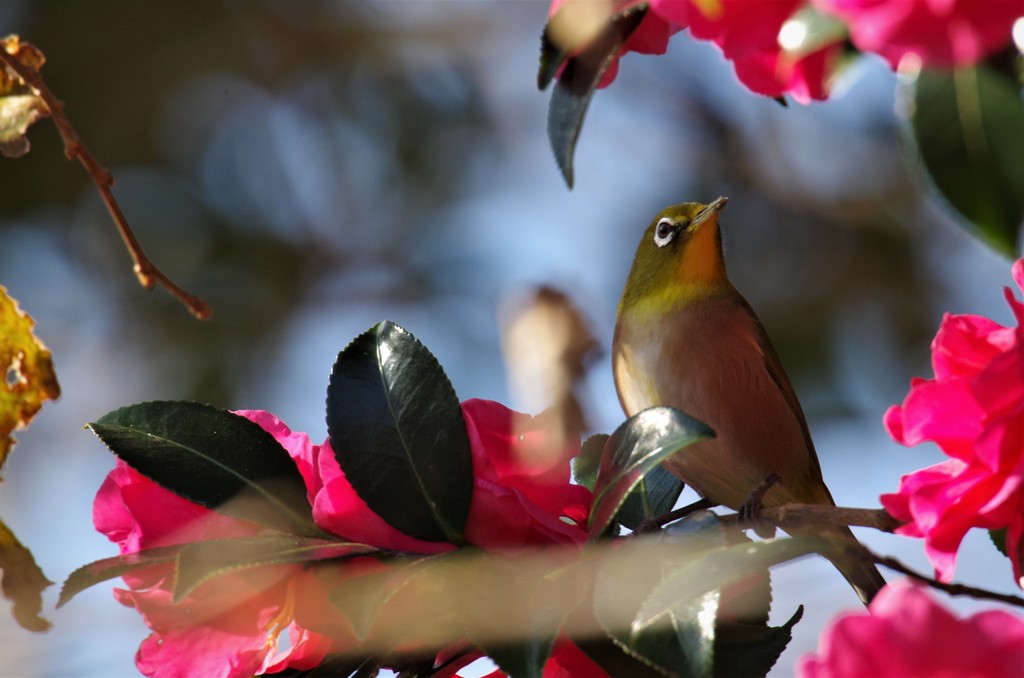 昨日のメジロ (2)