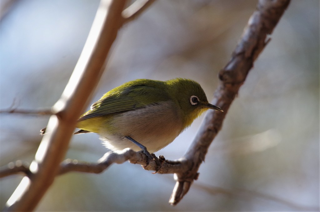 昨日のメジロ (2)