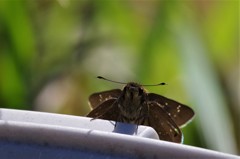 昨日のセセリ (1)