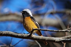 昨日のジョビ君 (2)