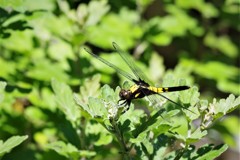 昨日のトンボ (1)