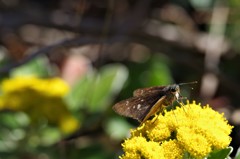 昨日のセセリ (1)