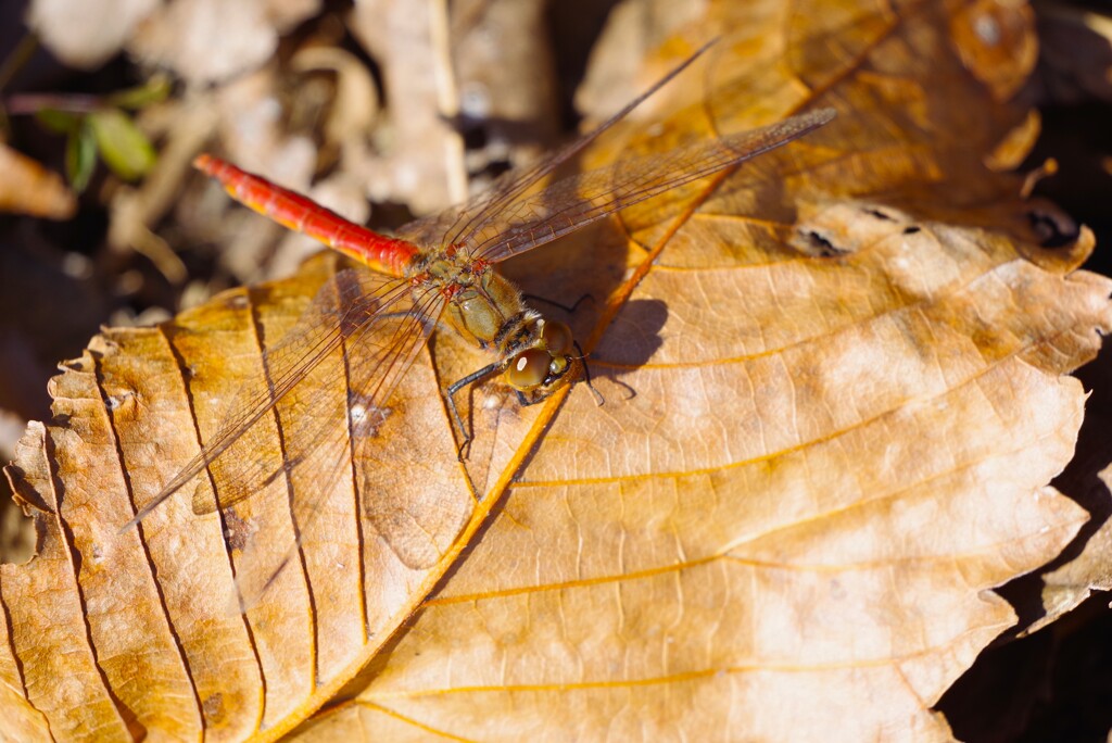 今日も、居ました (2)