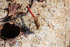 今日の赤トンボ (3)