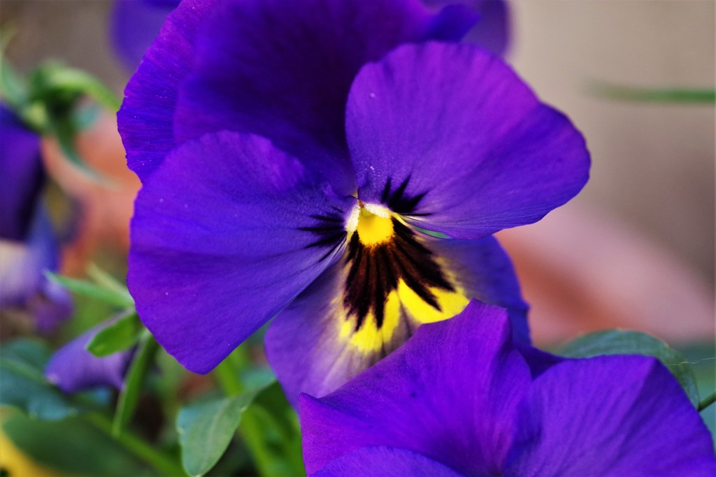 庭先にて・・ (2)