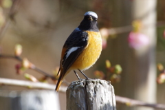 昨日のジョビ君 (2)