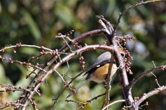 一昨日のモズ (2)