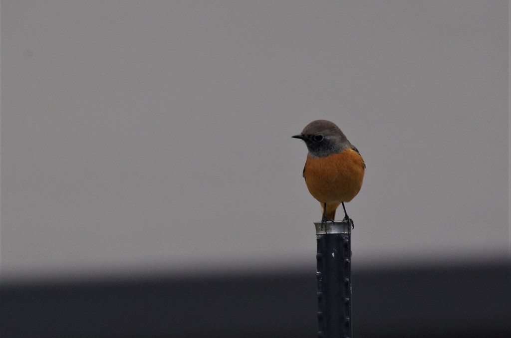 一昨日のジョビ君  (2)