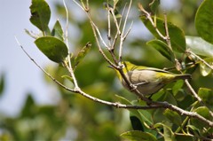 昨日のメジロ (2)