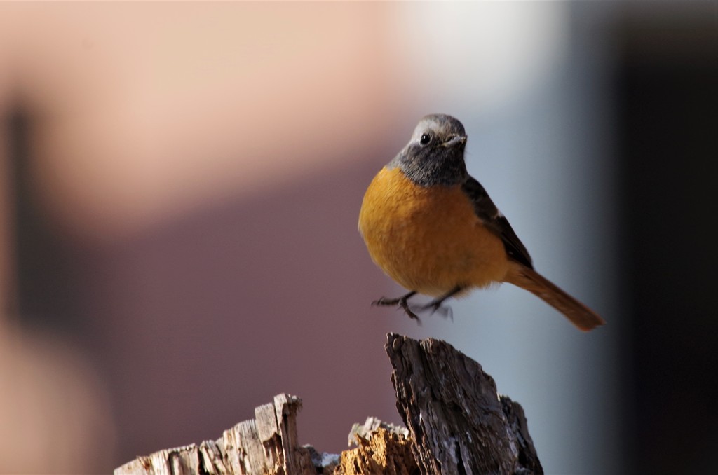 昨日のジョビ君 (3)