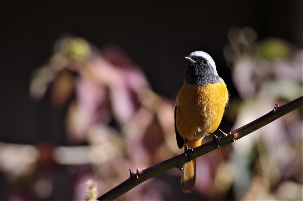 一昨日のジョビ君