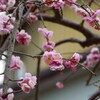 しだれ梅 (1)
