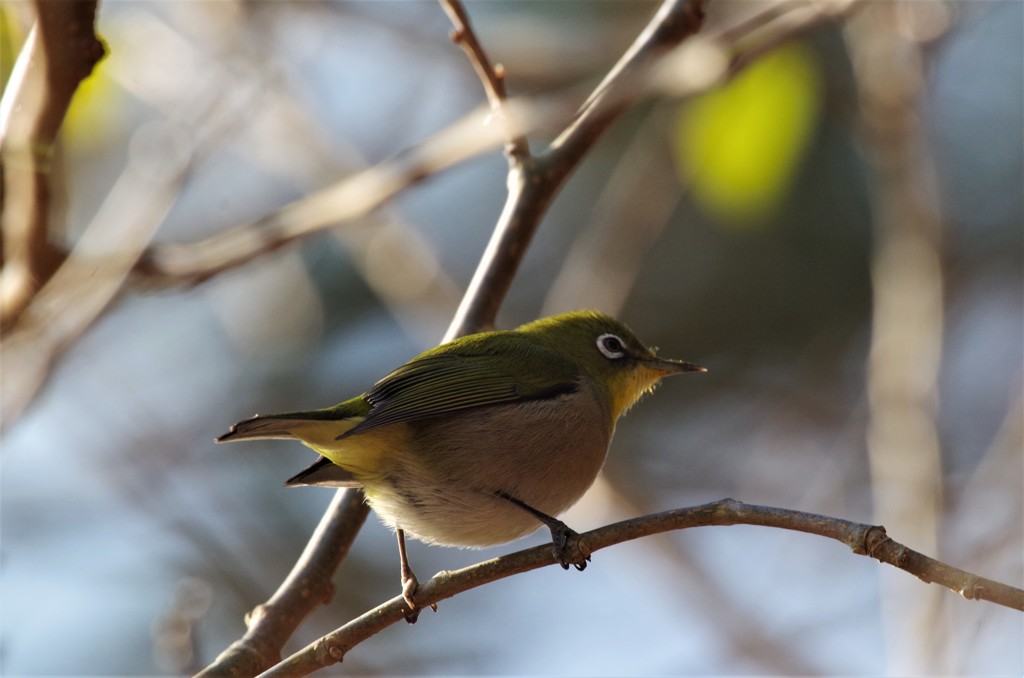 昨日のメジロ  (1)