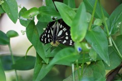 ゴマダラチョウ