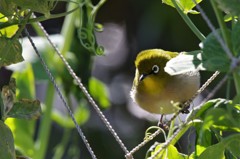 昨日のメジロ (1)