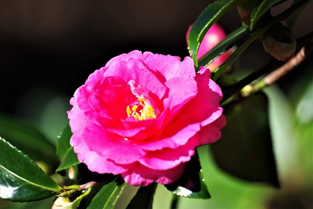 山茶花