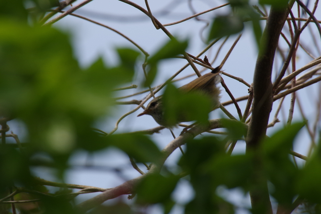 今日のウグイス (1)