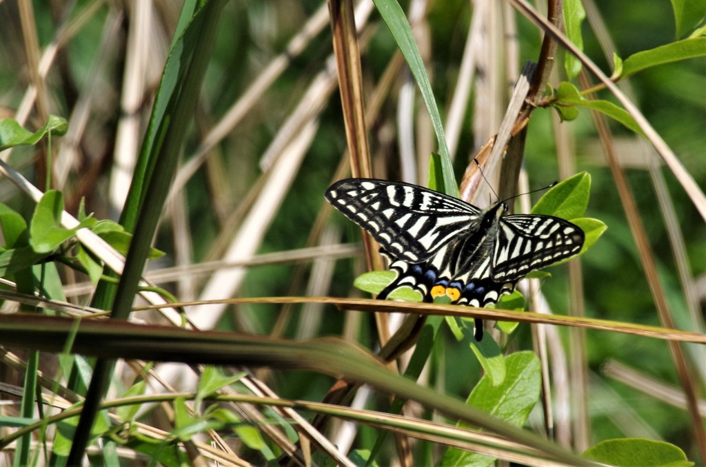 昨日のアゲハ (1)