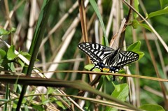 昨日のアゲハ (1)