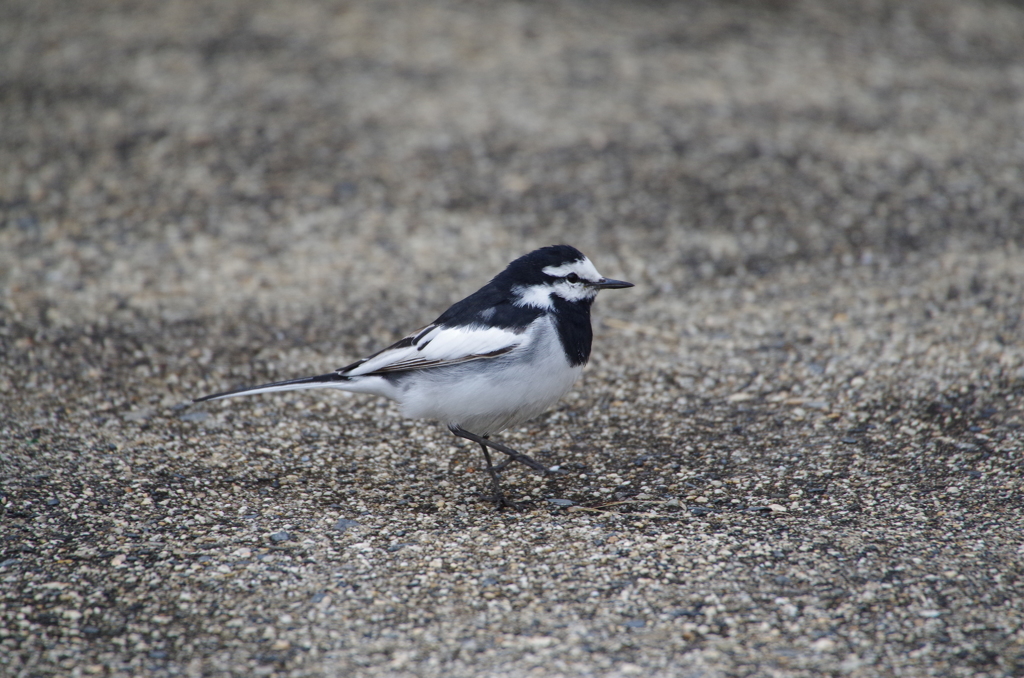 セキレイちゃん (2)