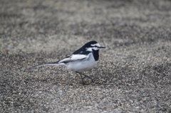 セキレイちゃん (2)