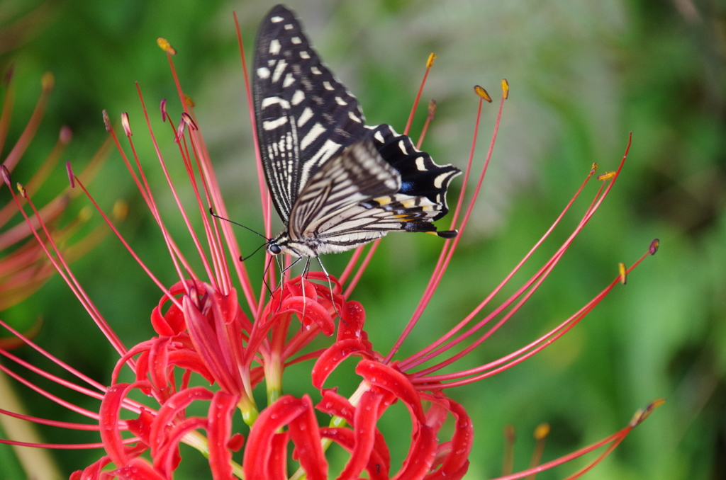 蝶と彼岸花2