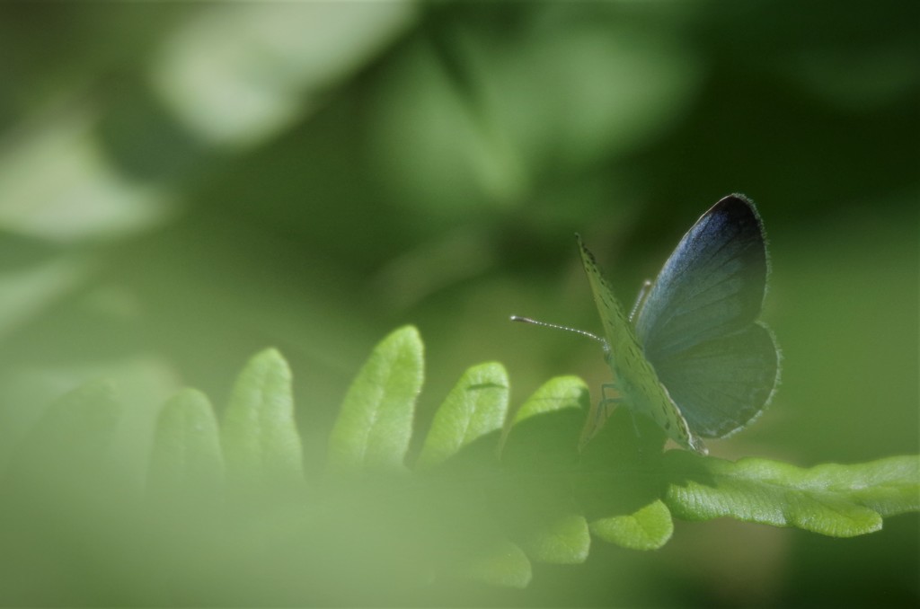 夏も、そろそろ
