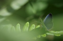 夏も、そろそろ