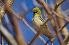 昨日のメジロ 　 (1)