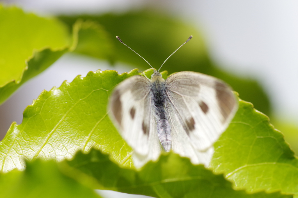 モンシロチョウ