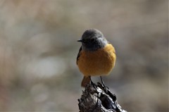 昨日のジョビ君 (1)