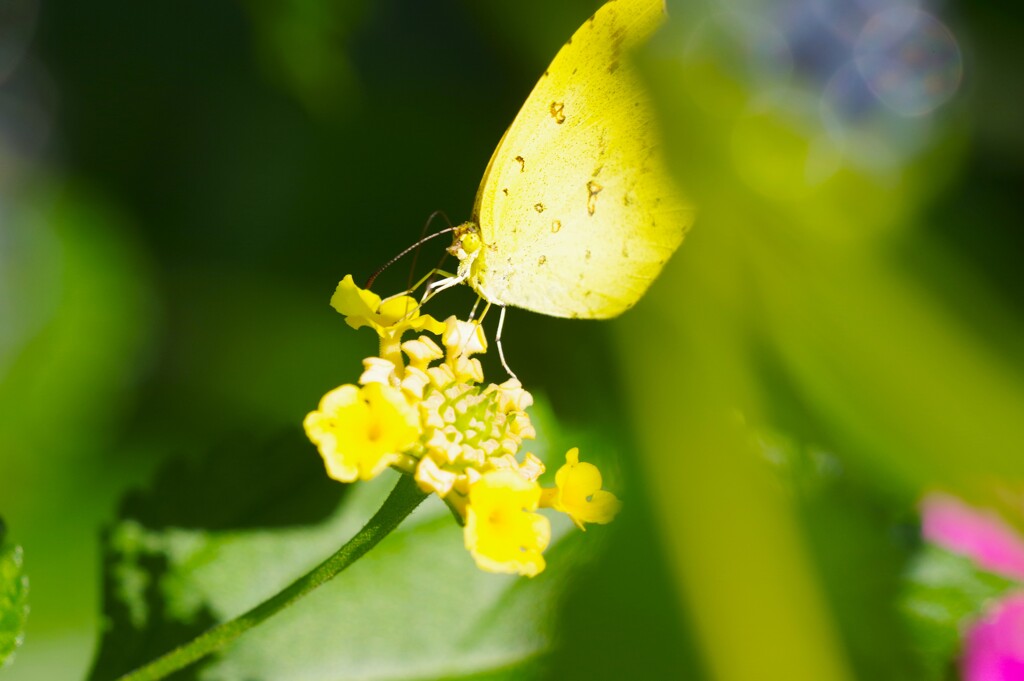 キタキチョウ (2)