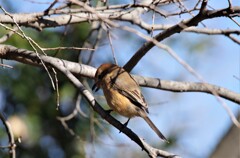 今日の野鳥 (6)